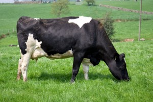 black_cow