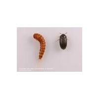 Our Blog Diatomaceous Earth Carpet Beetles